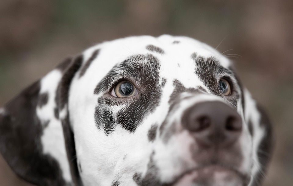 Übergewicht beim Hund erkennen und vermeiden