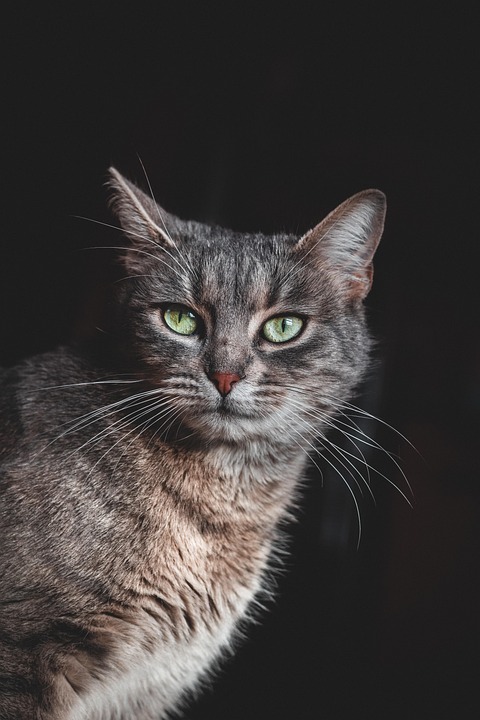 Verhaltensänderungen bei Katzen richtig deuten