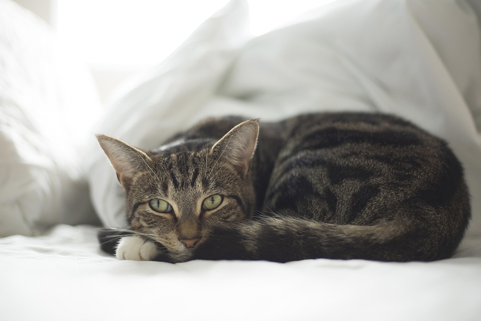 Warum miaut meine Katze so viel?