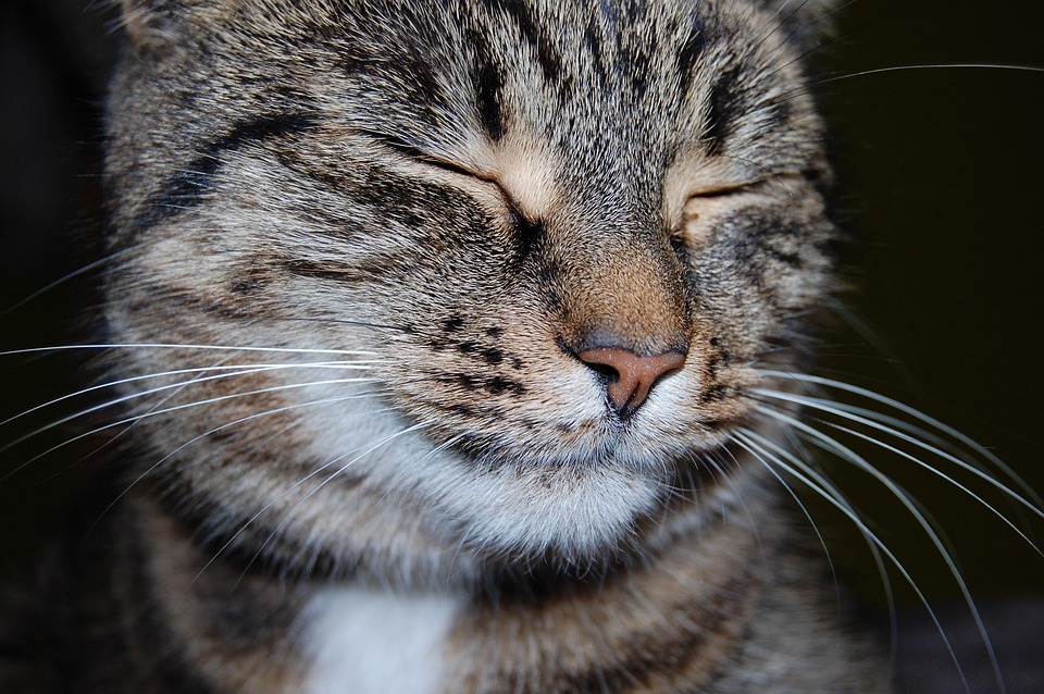 Wenn Katzen unsauber werden – häufige Ursachen und Lösungen