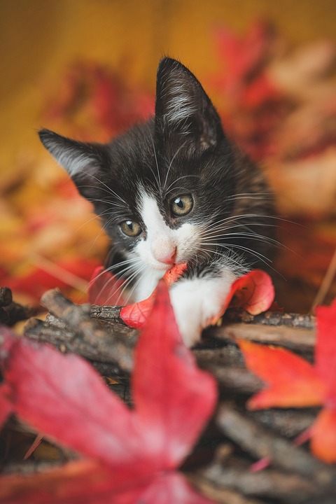 Winter und Katze – was sich in der kalten Jahreszeit ändert