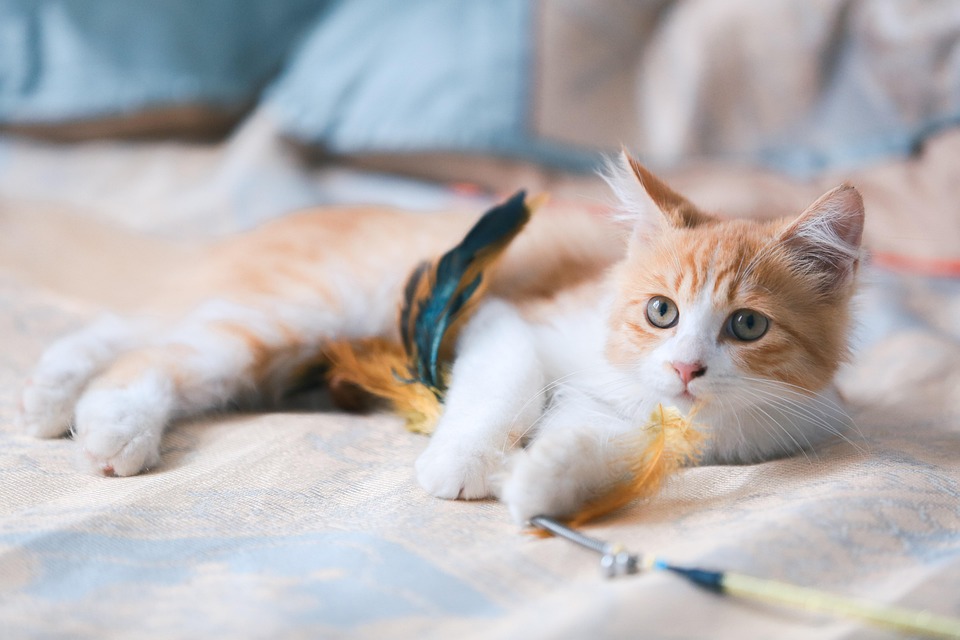 Zahnpflege bei Katzen – oft übersehen