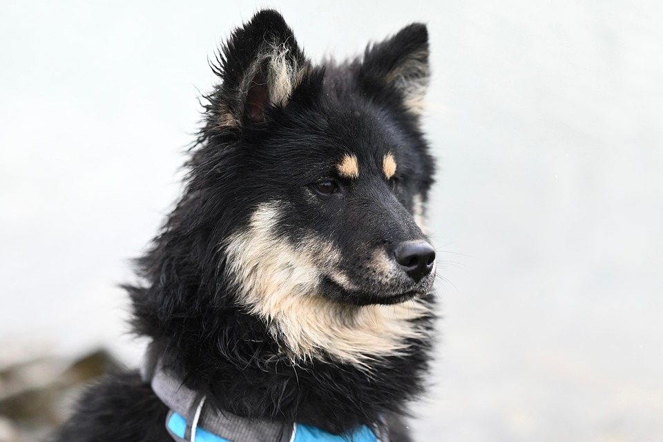 Zahnpflege beim Hund – oft unterschätzt