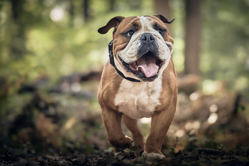 der sitzt: So kommt dein Hund zuverlässig zurück