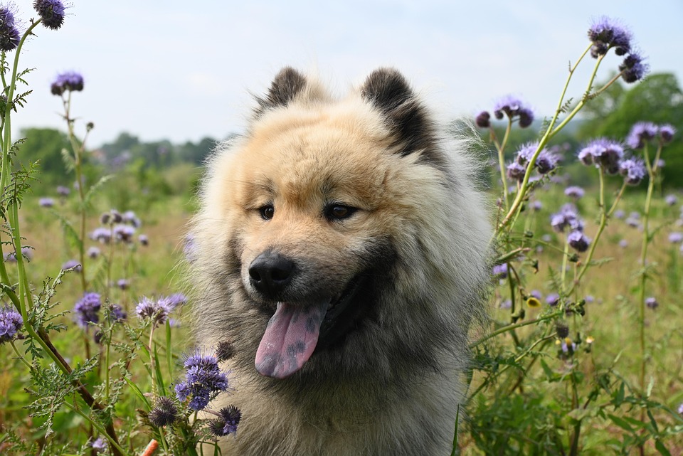 wenn dein Hund nicht hört?