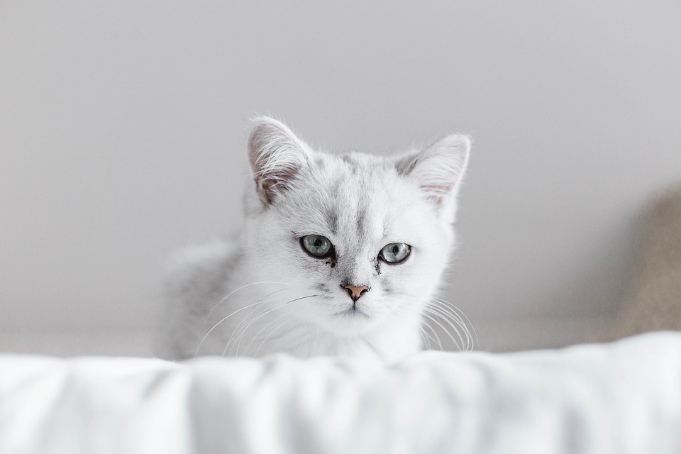 wenn die Katze nicht frisst?